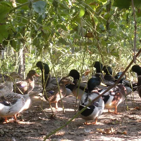 Sant'andrea Con Cantina Martignago Vignaioli Asolo Prosecco Docg Wines Alloggio per agriturismo